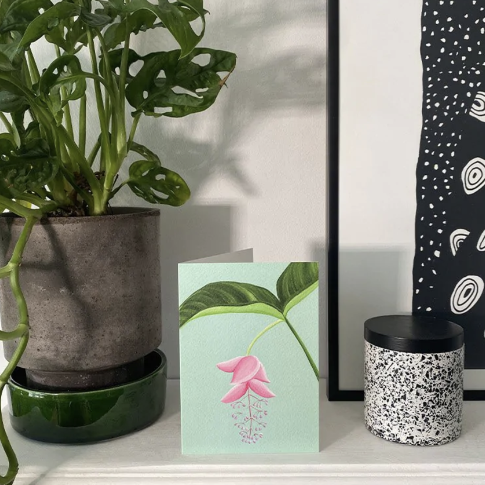 Stengun Drawings Carte Stengun - Medinilla Magnifica