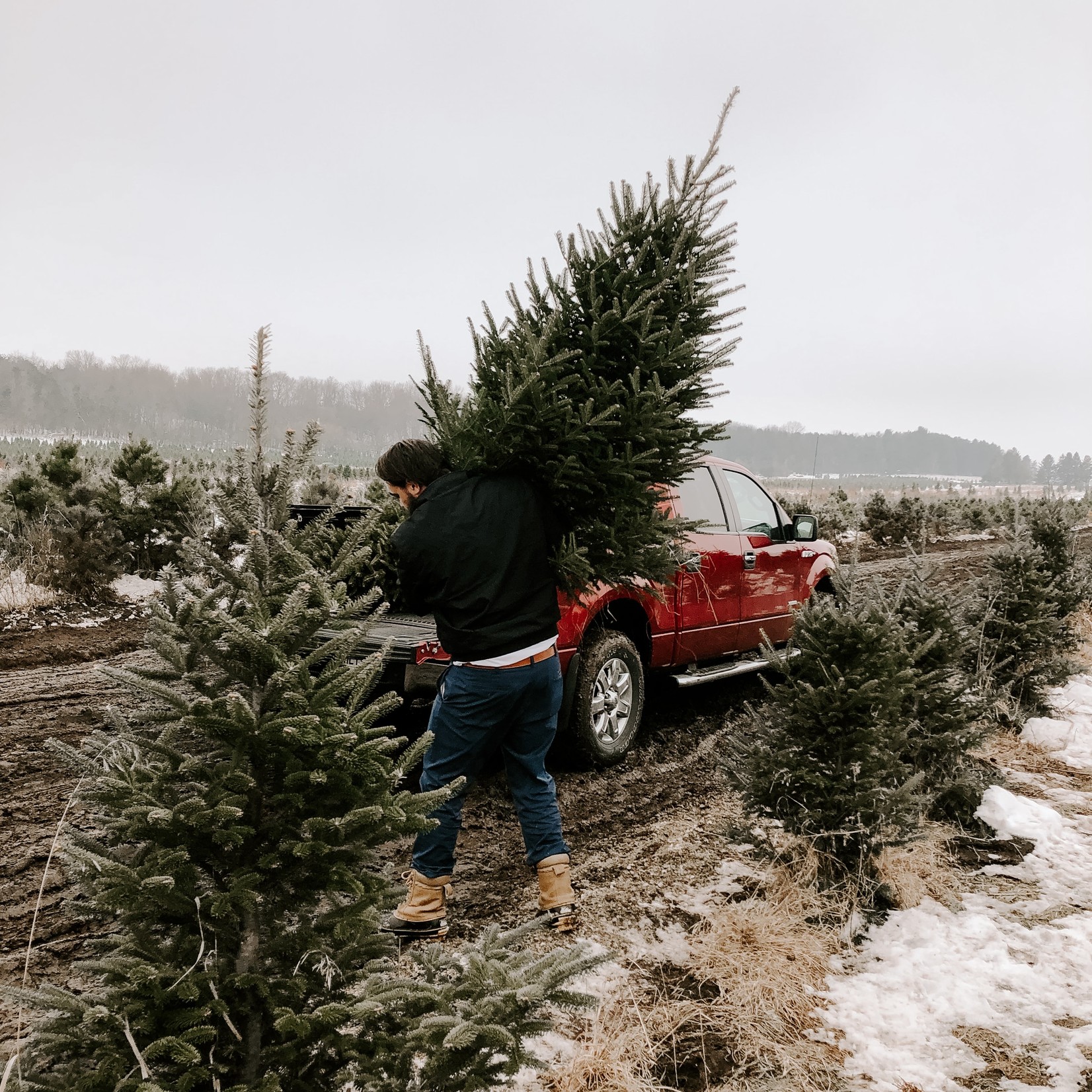 Précommande: Sapin naturel Baumier/Cook 4' à 7'
