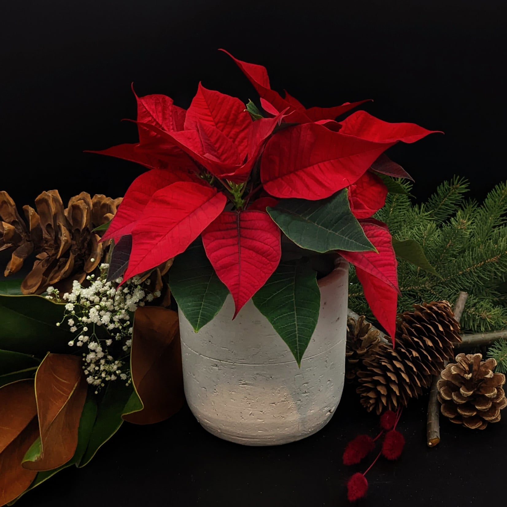 Poinsettia – Christmas Star