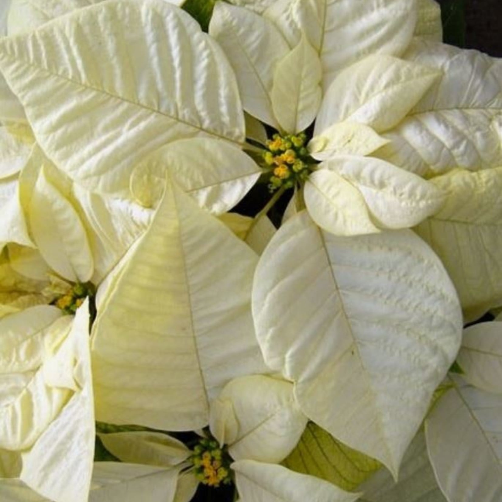 Poinsettia – Christmas Star