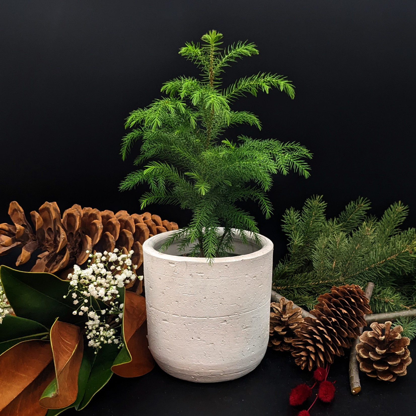 Araucaria heterophylla – Norfolk Island Pine