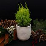 Cupressus Goldcrest – Lemon Cypress