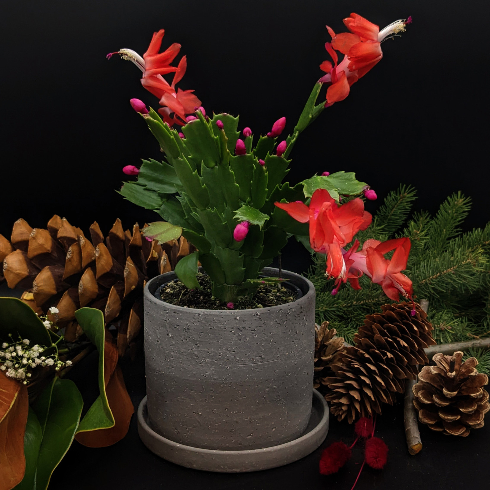 Christmas Cactus – Schlumbergera