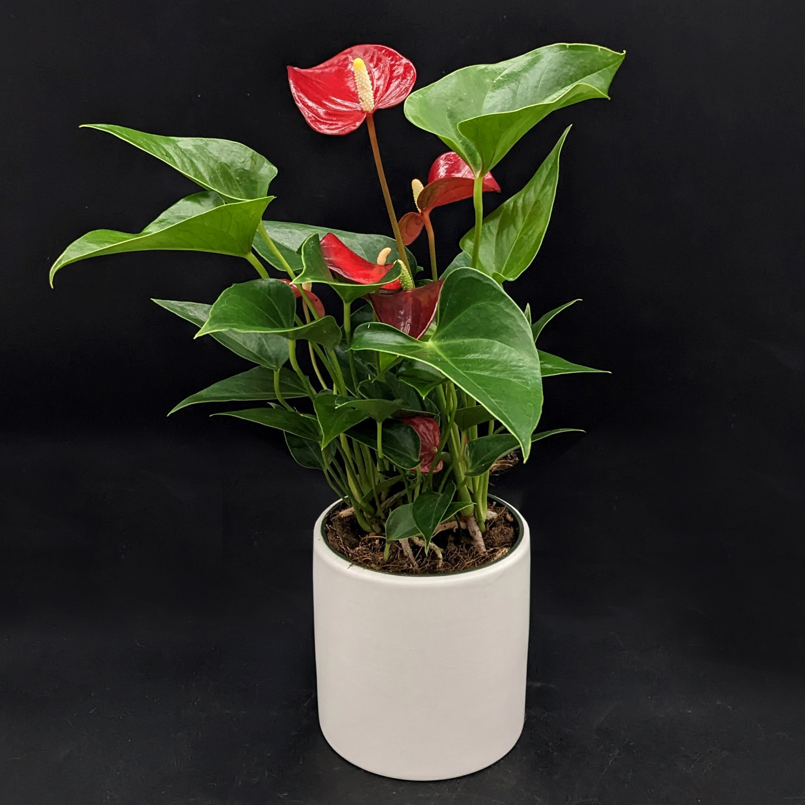 Anthurium andreanum