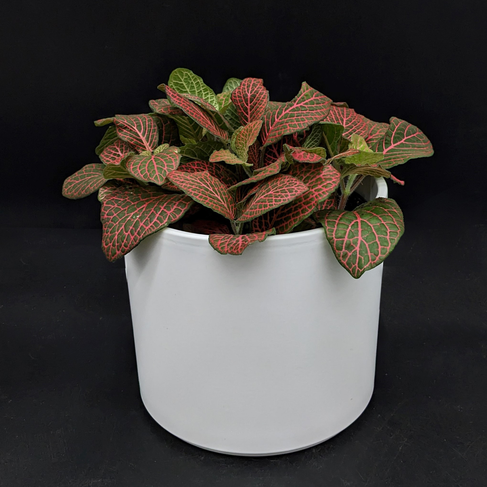 Fittonia