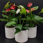 Anthurium