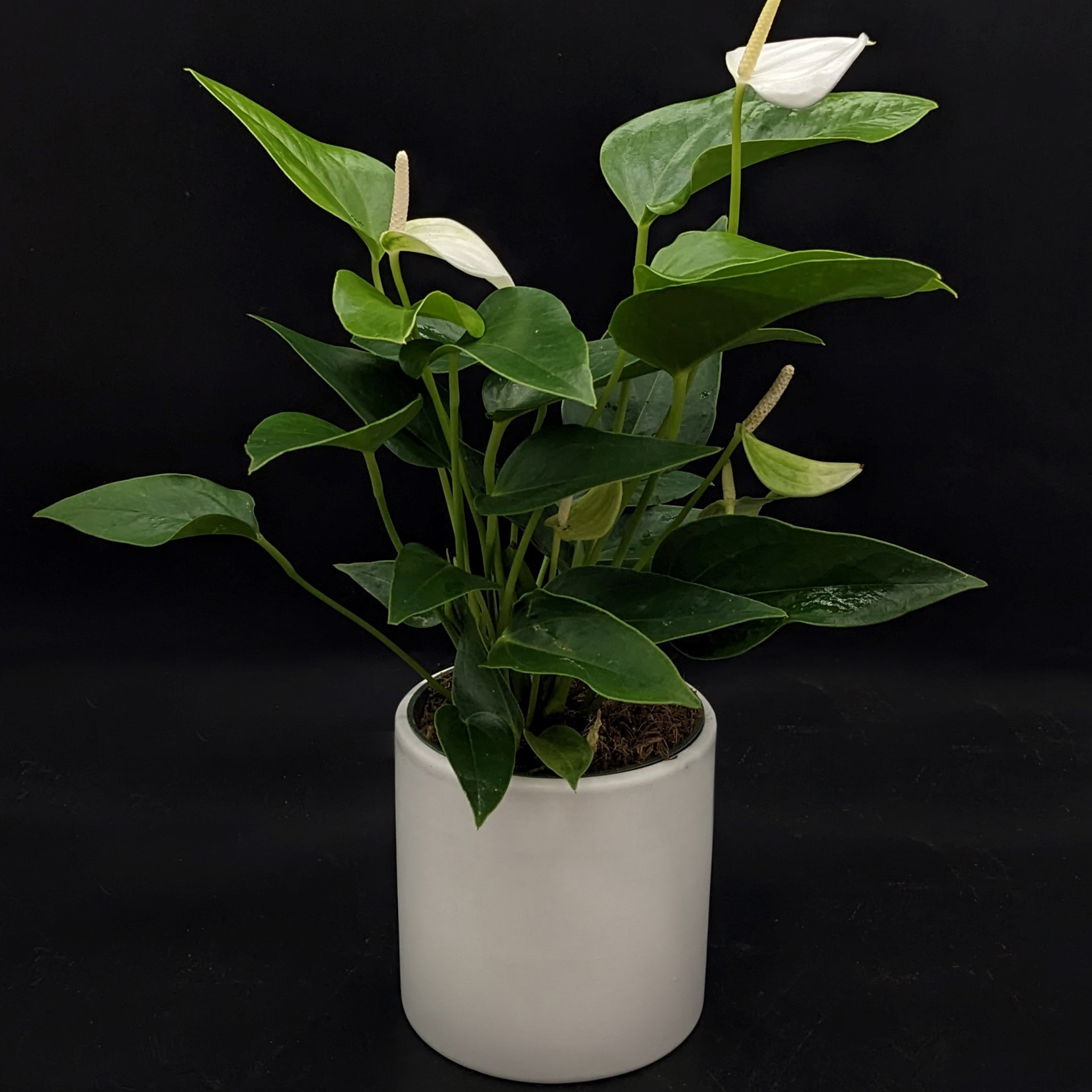 Anthurium andreanum