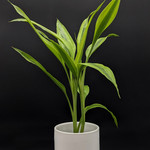 Dracaena Sanderiana 3"