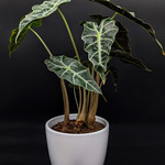 Alocasia polly 6''