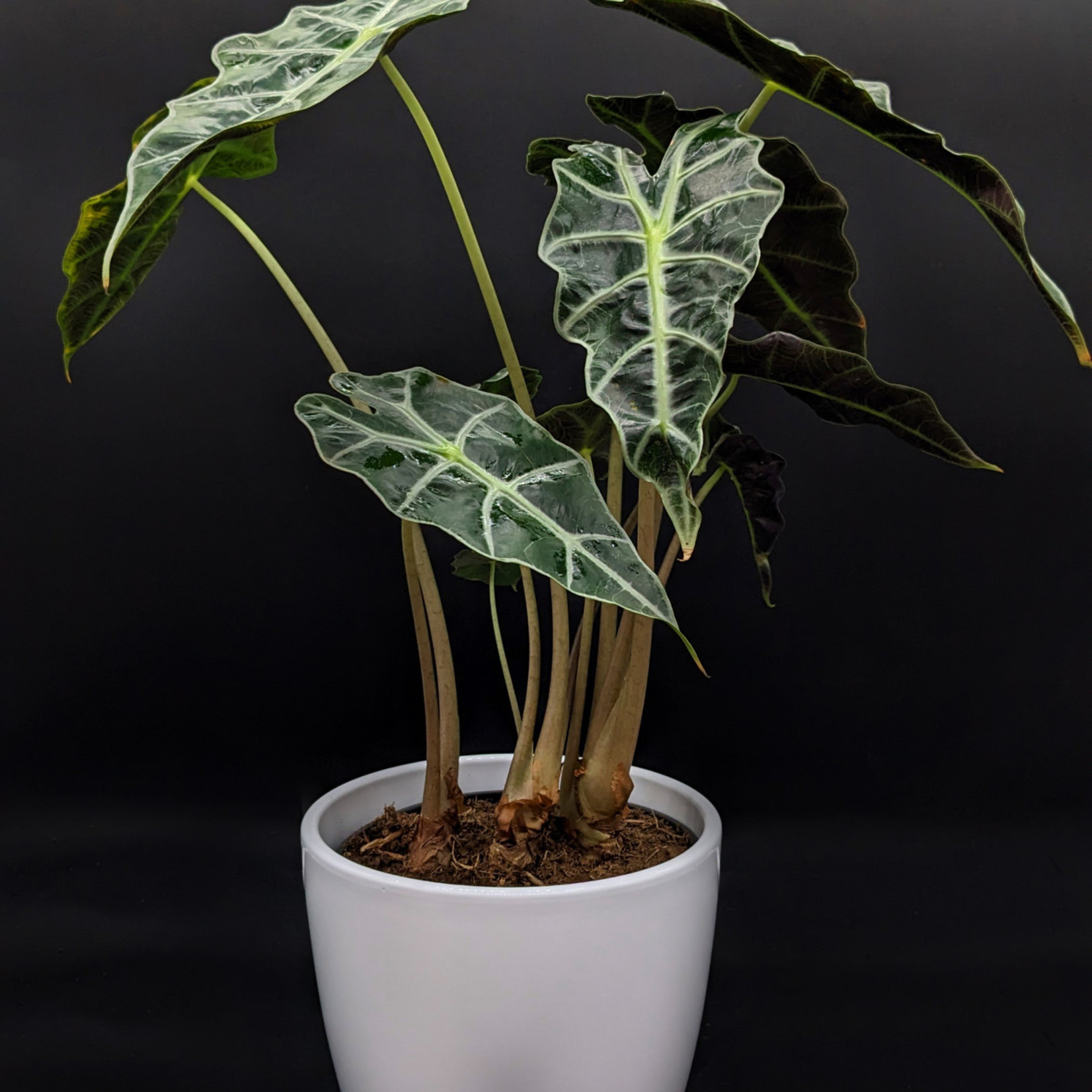 Alocasia polly 6''