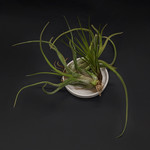 Tillandsia medium