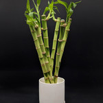 Lucky bambou 30cm