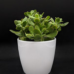 Crassula ovata