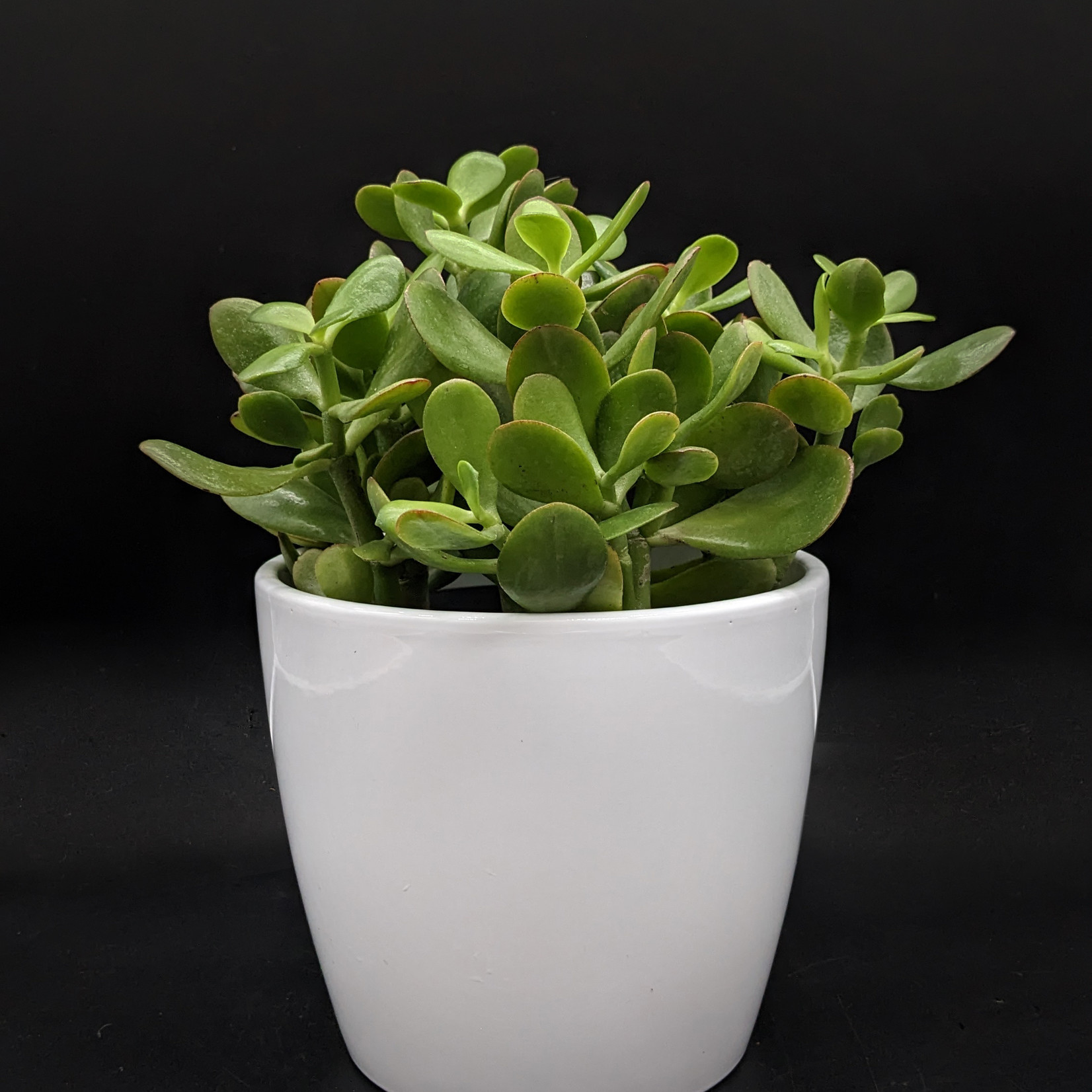Crassula ovata – Plante de jade