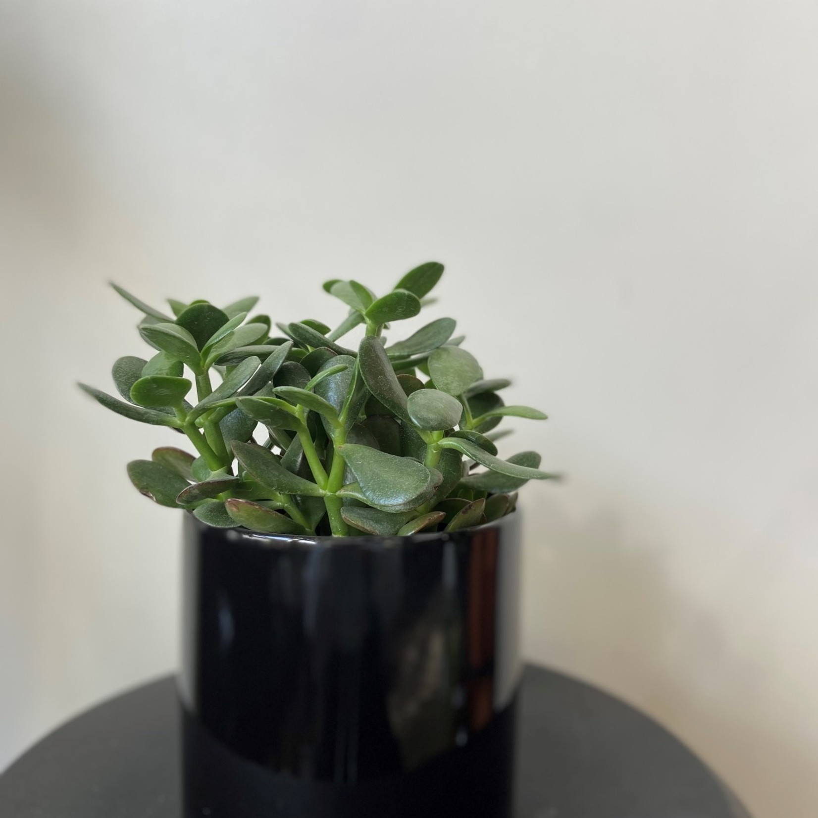 Crassula ovata – Plante de jade