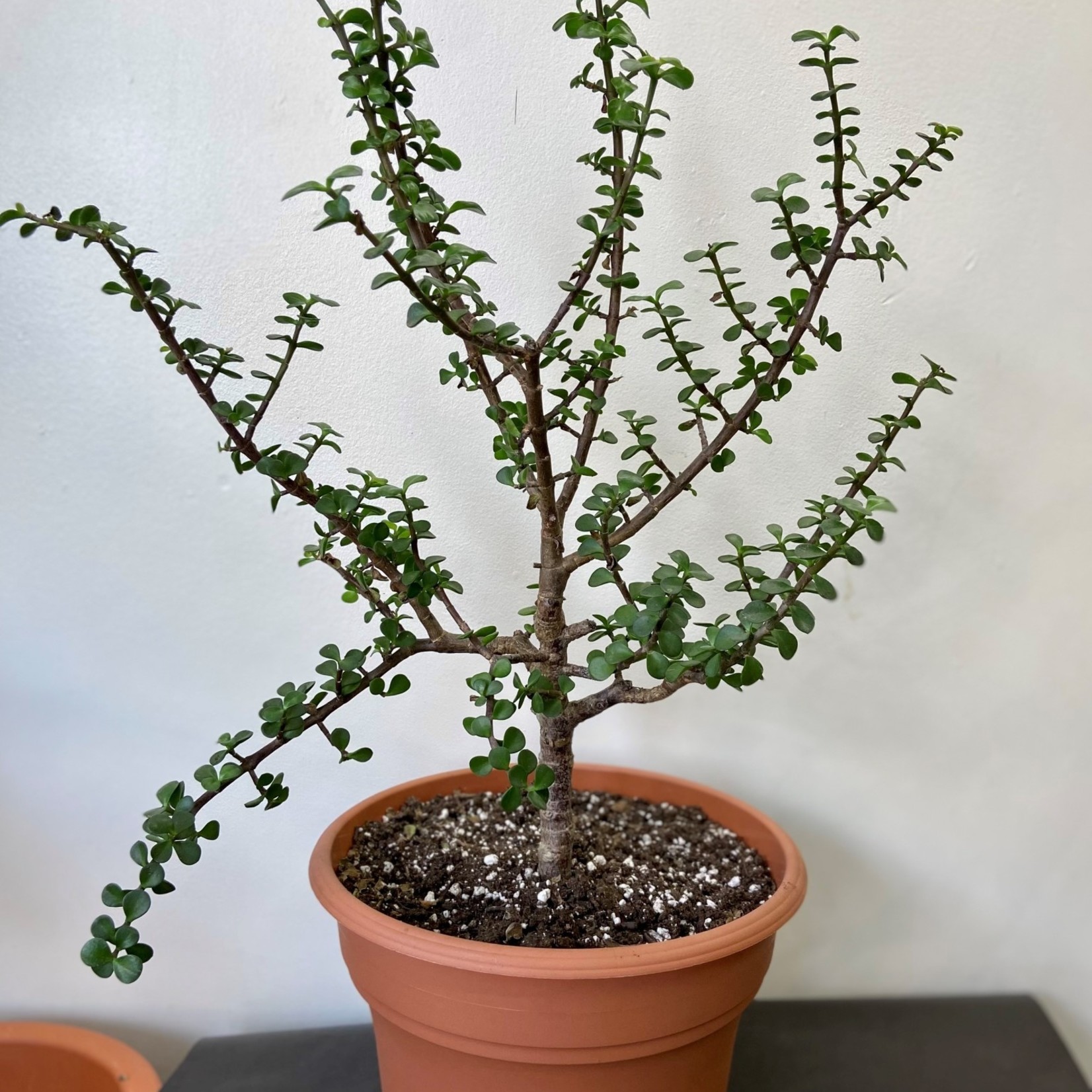 Crassula ovata – Plante de jade