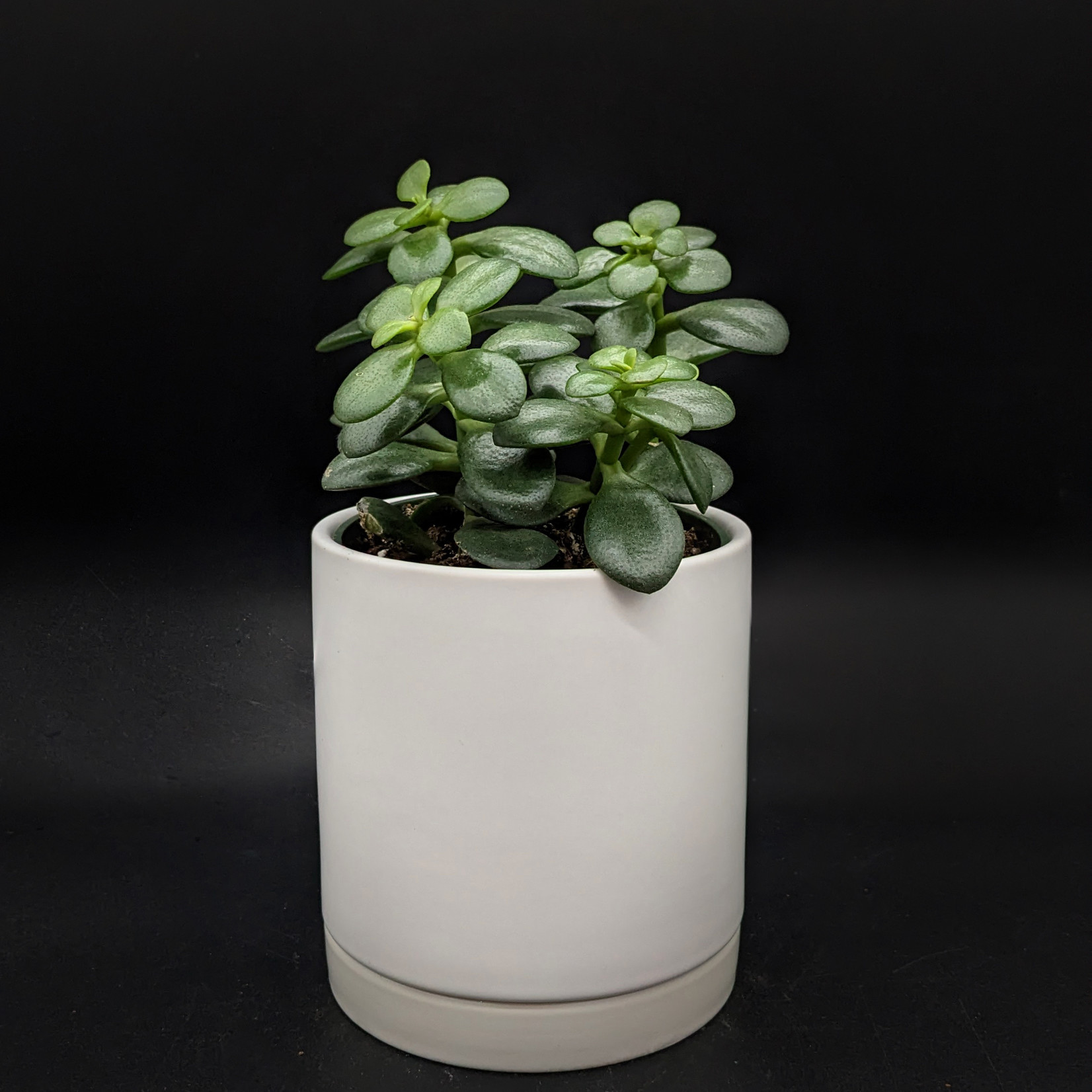 Crassula ovata – Plante de jade