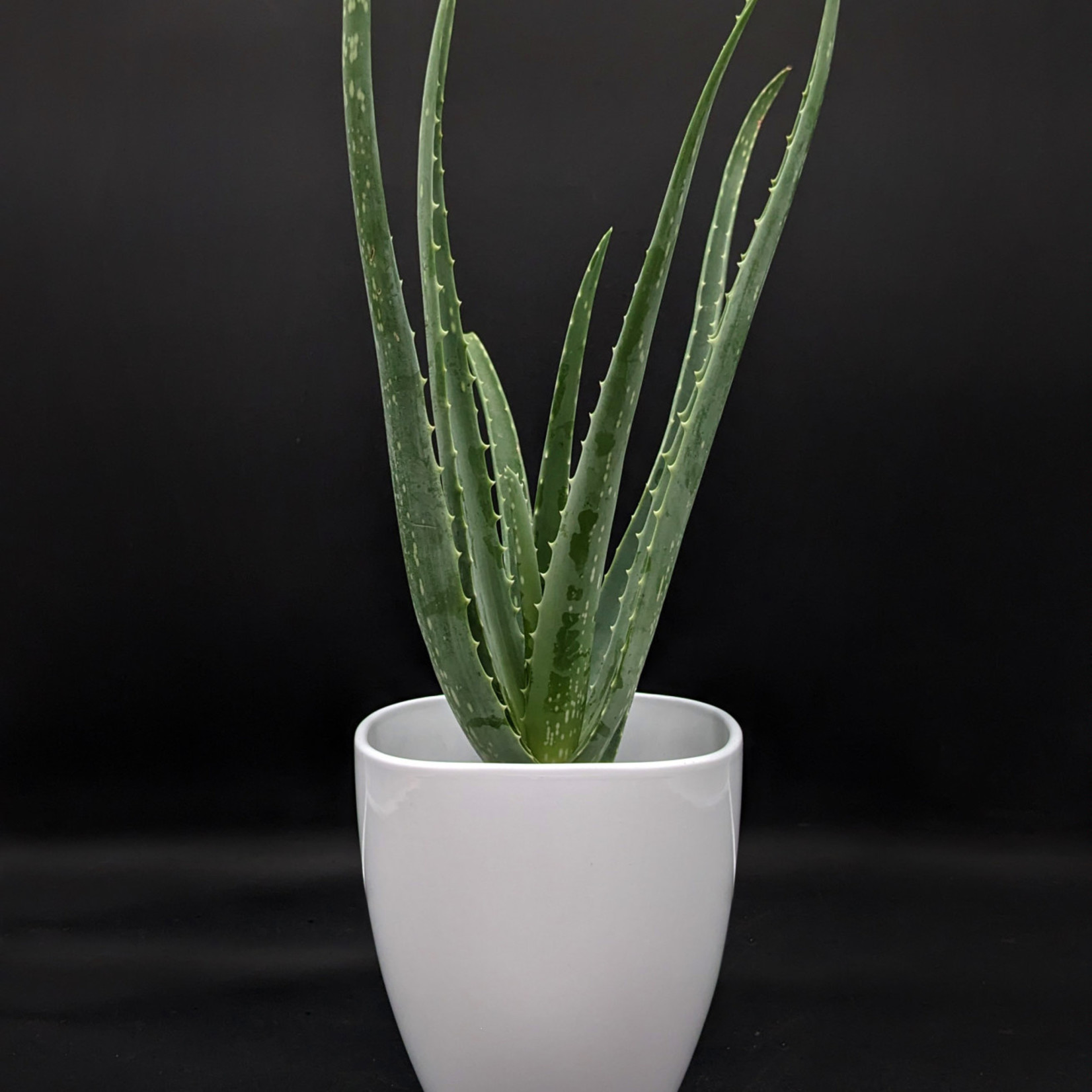 Aloe vera – Aloès vera