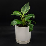 Philodendron birkin 4''