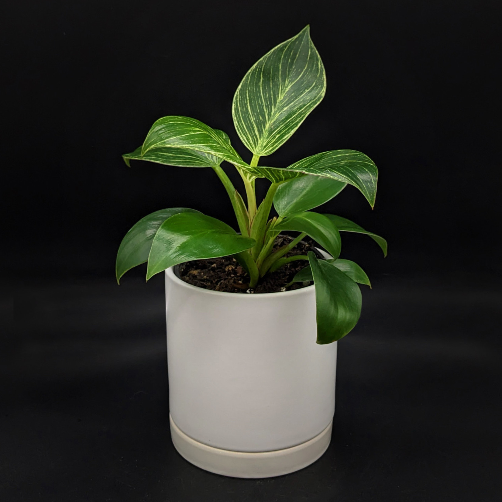 Philodendron birkin 4''