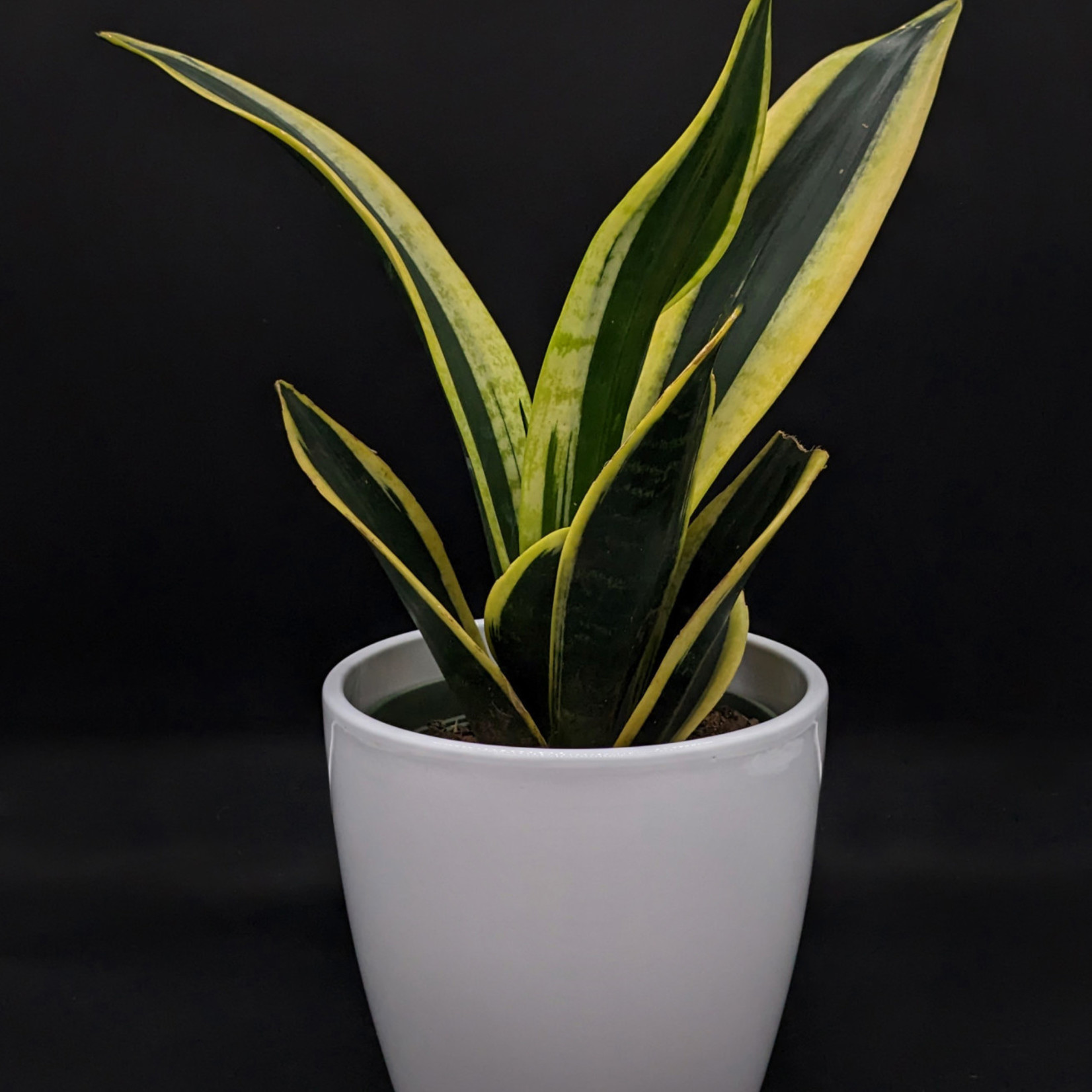 Sansevière laurentii 4''