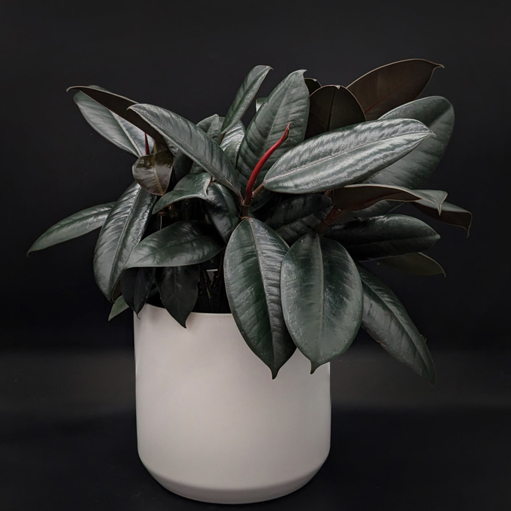 Ficus elastica ‘Burgundy’ – Caoutchouc Burgundy