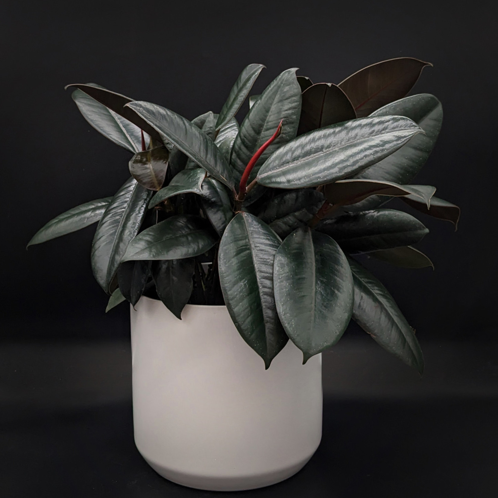 Ficus elastica burgundy