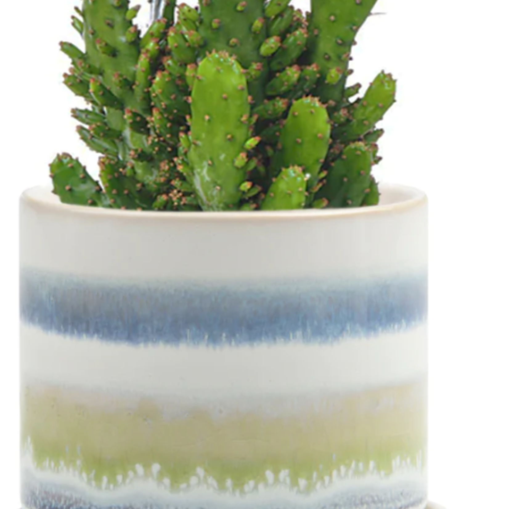 CHIVE Pot avec assiette Minute en 3'' et 5''