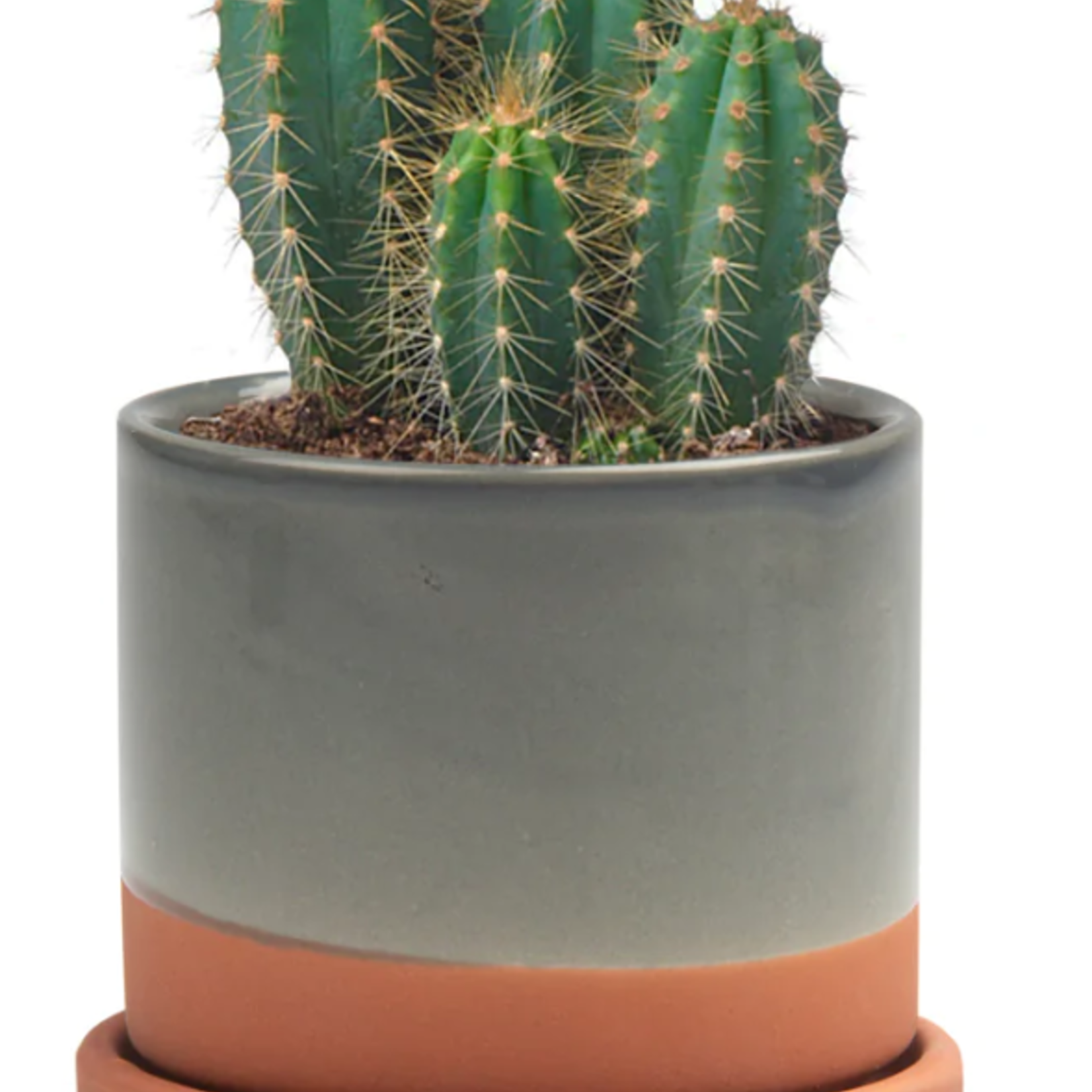 CHIVE Pot avec assiette Minute en 3'' et 5''