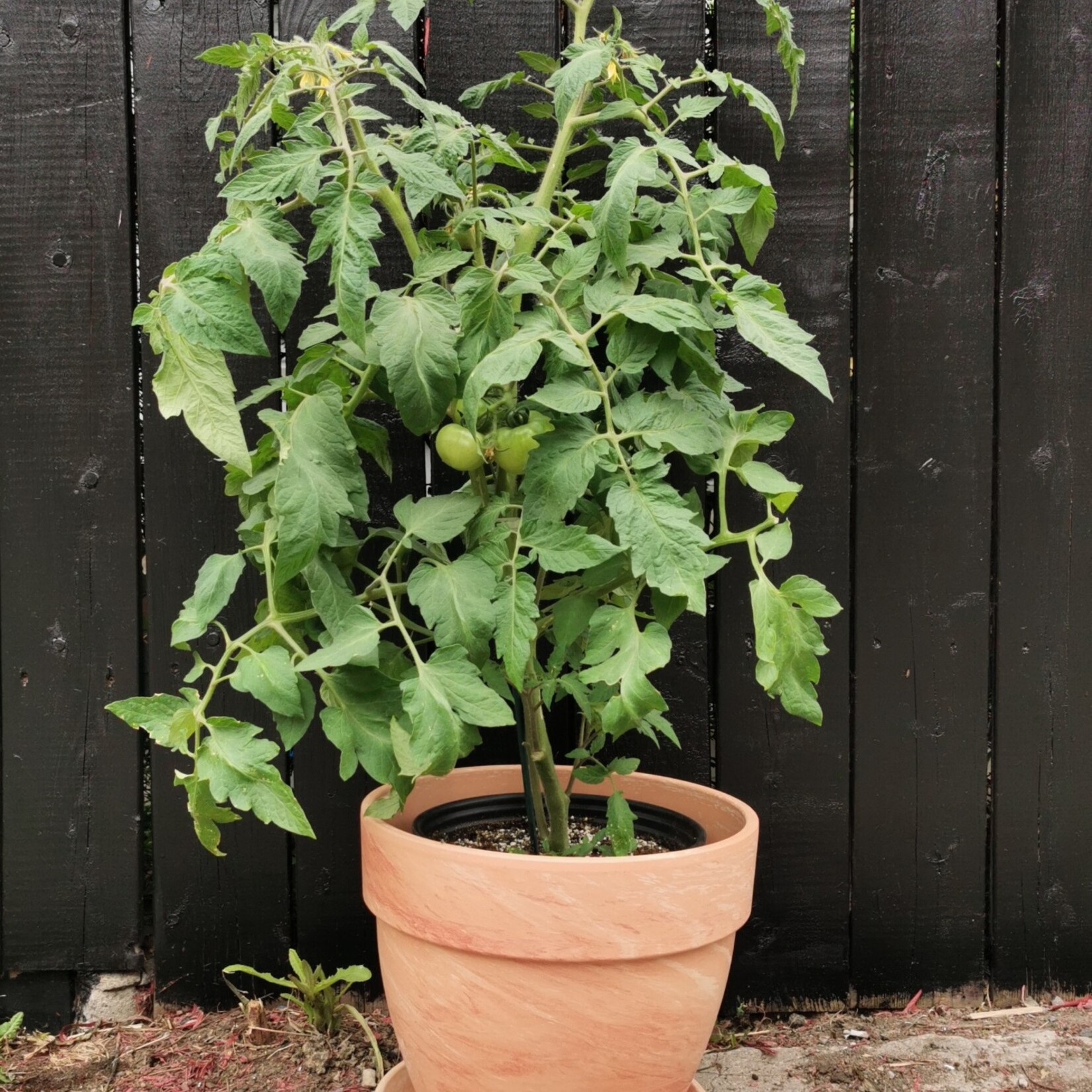 Plant de tomates bio et local 10''