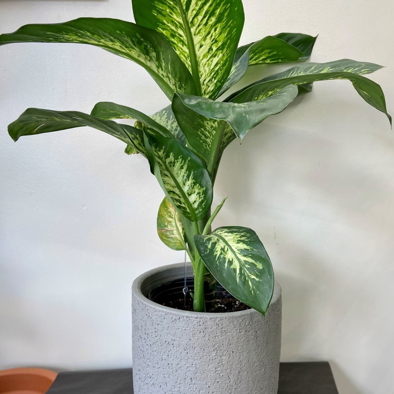 Dieffenbachia tropic snow