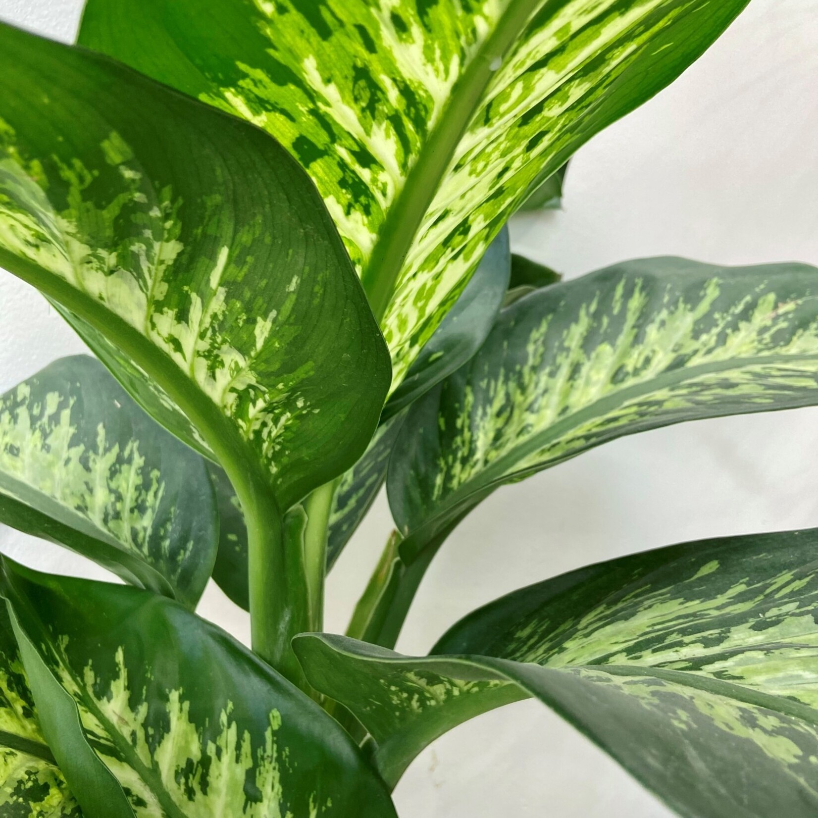 Dieffenbachia tropic snow