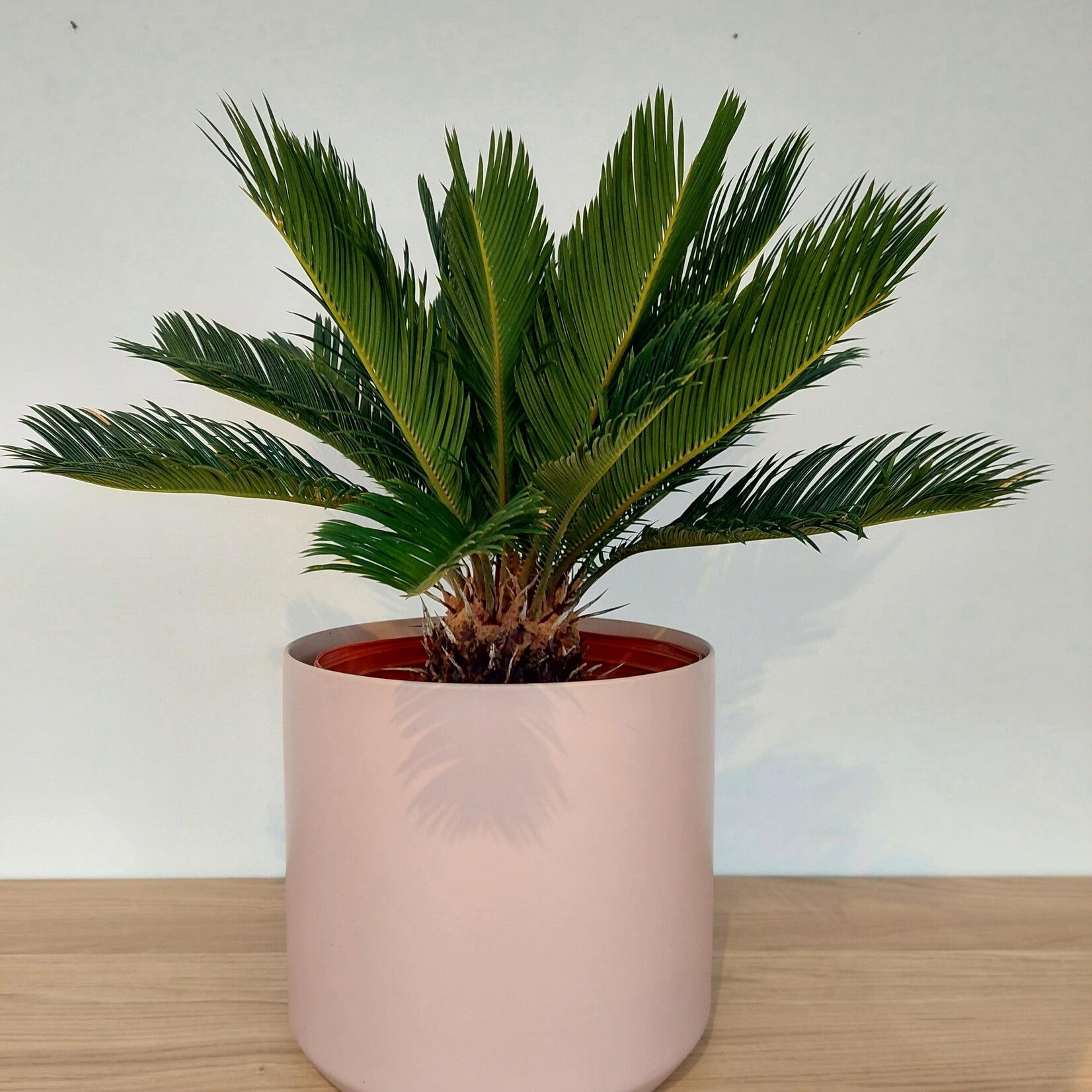 Cycas revoluta