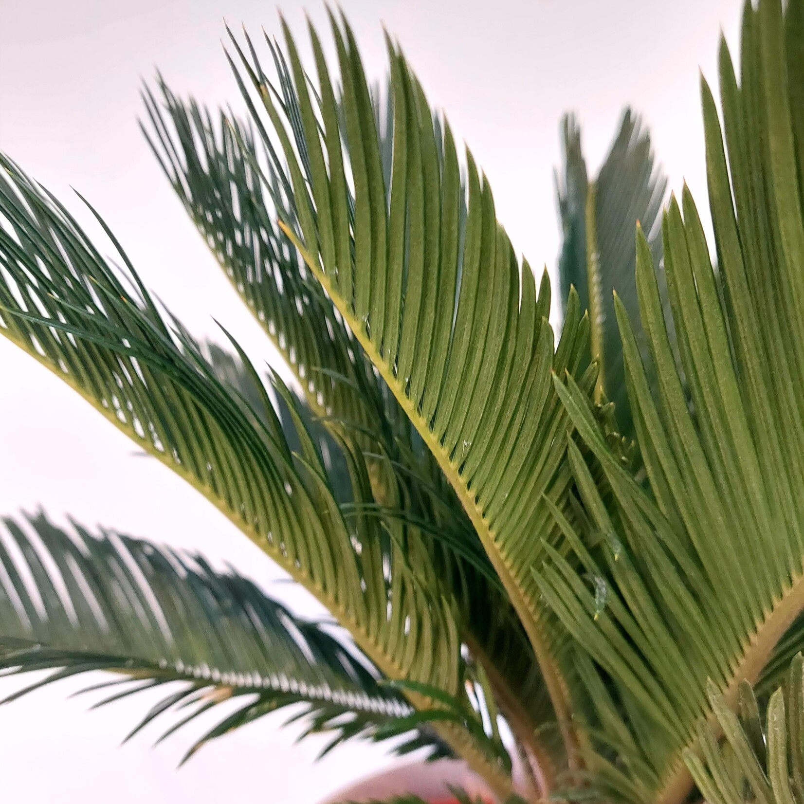 Cycas revoluta