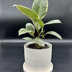 Ficus elastica tineke 4''