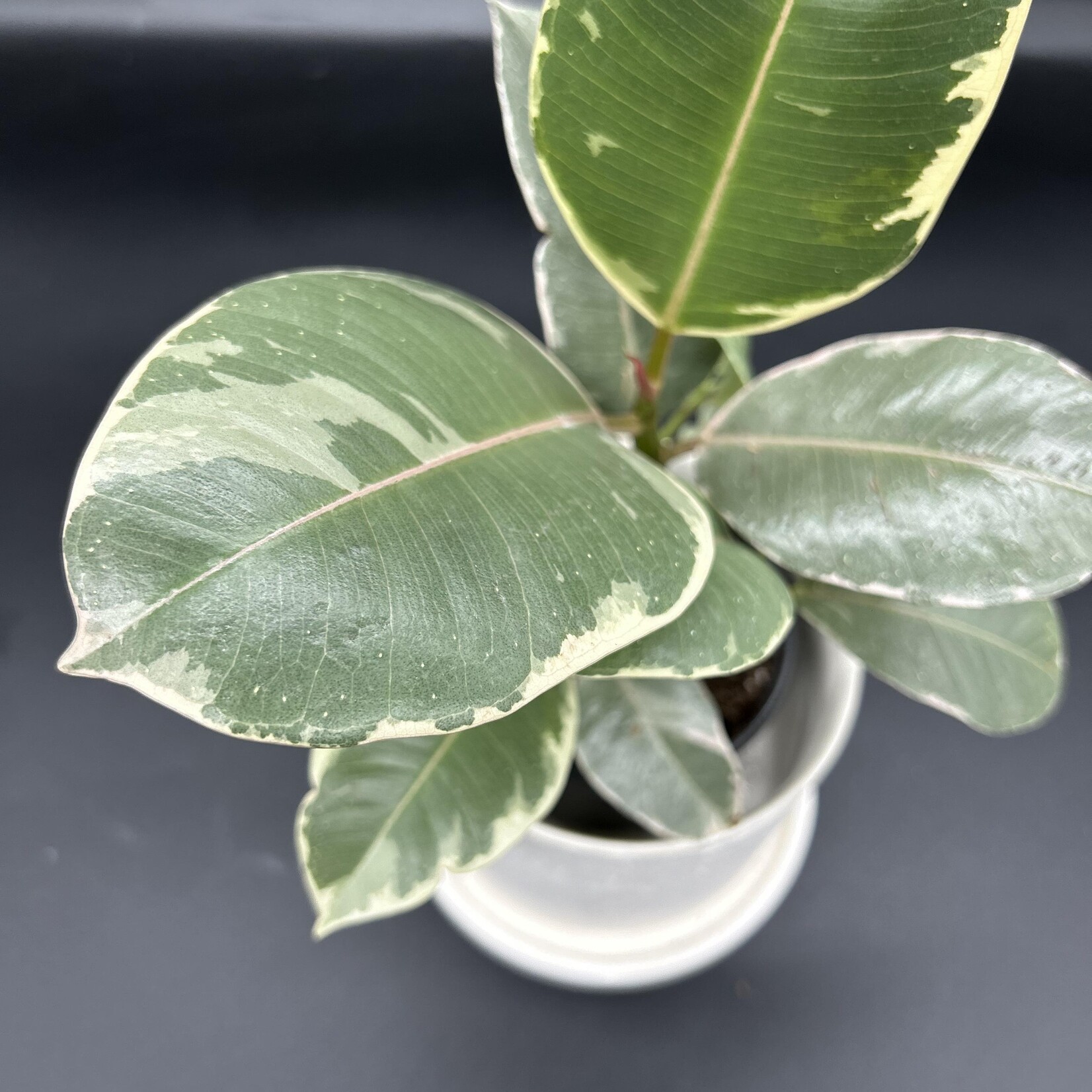 Ficus elastica tineke 4''