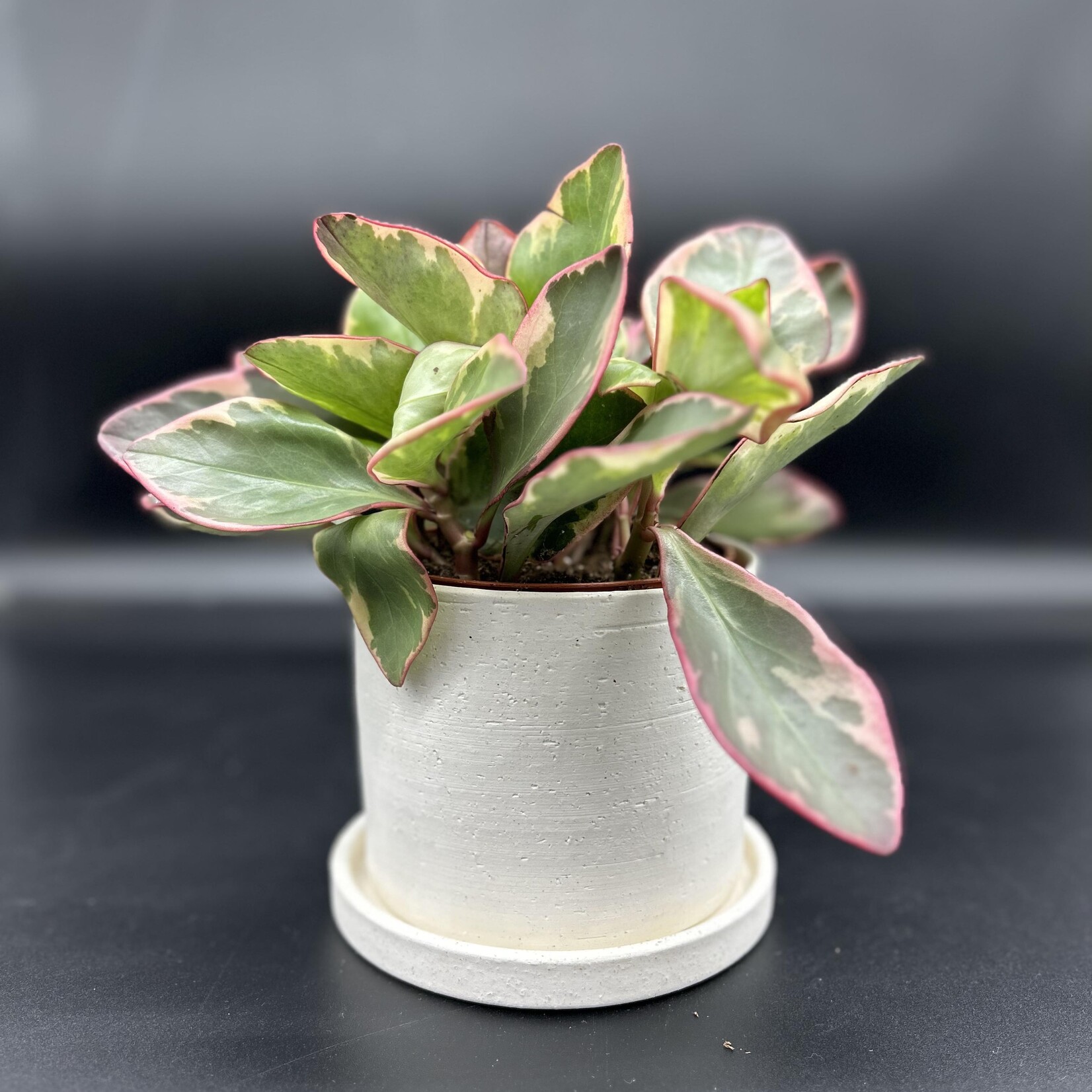 Peperomia clusiifolia "Ginny" 3"