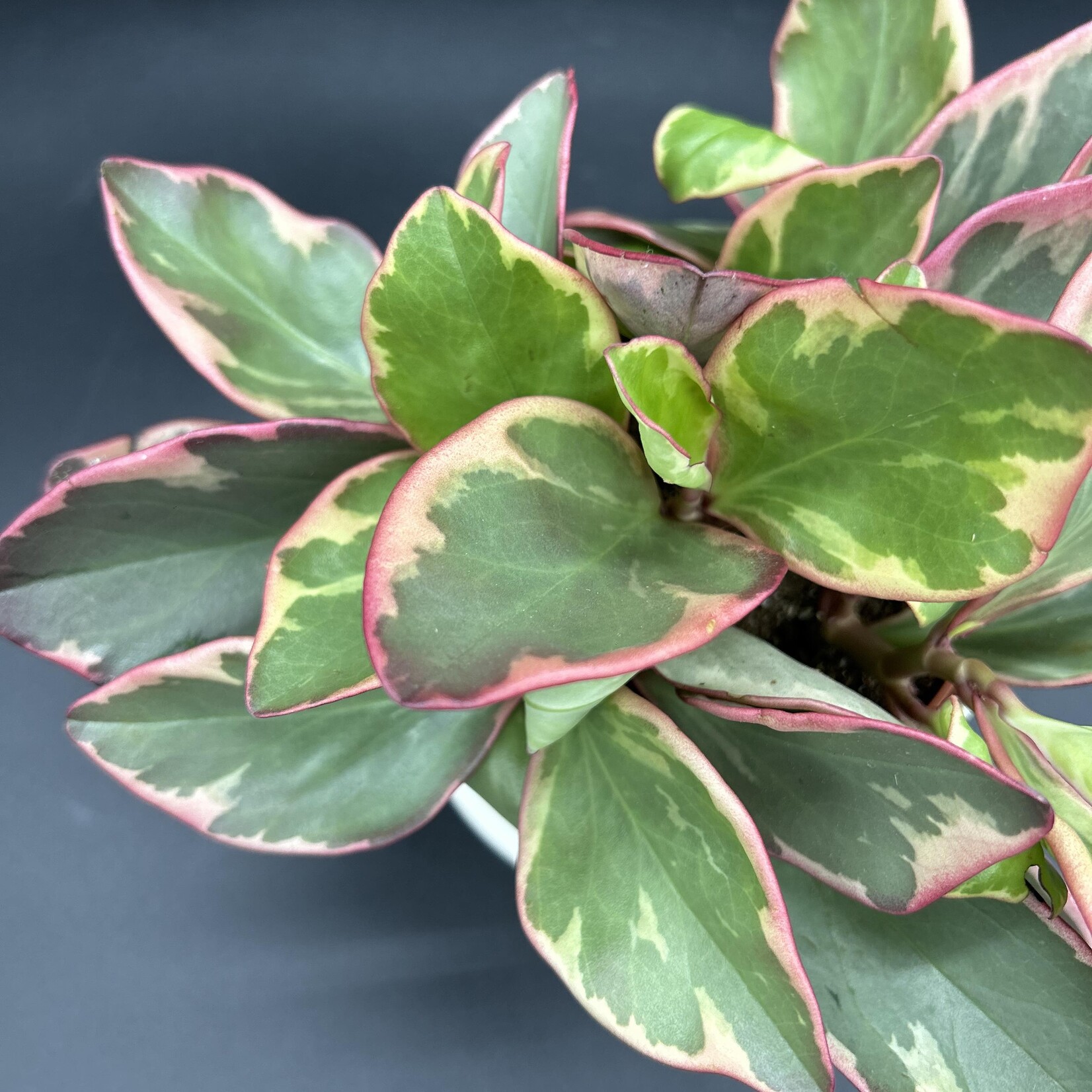 Peperomia clusiifolia "Ginny" 3"