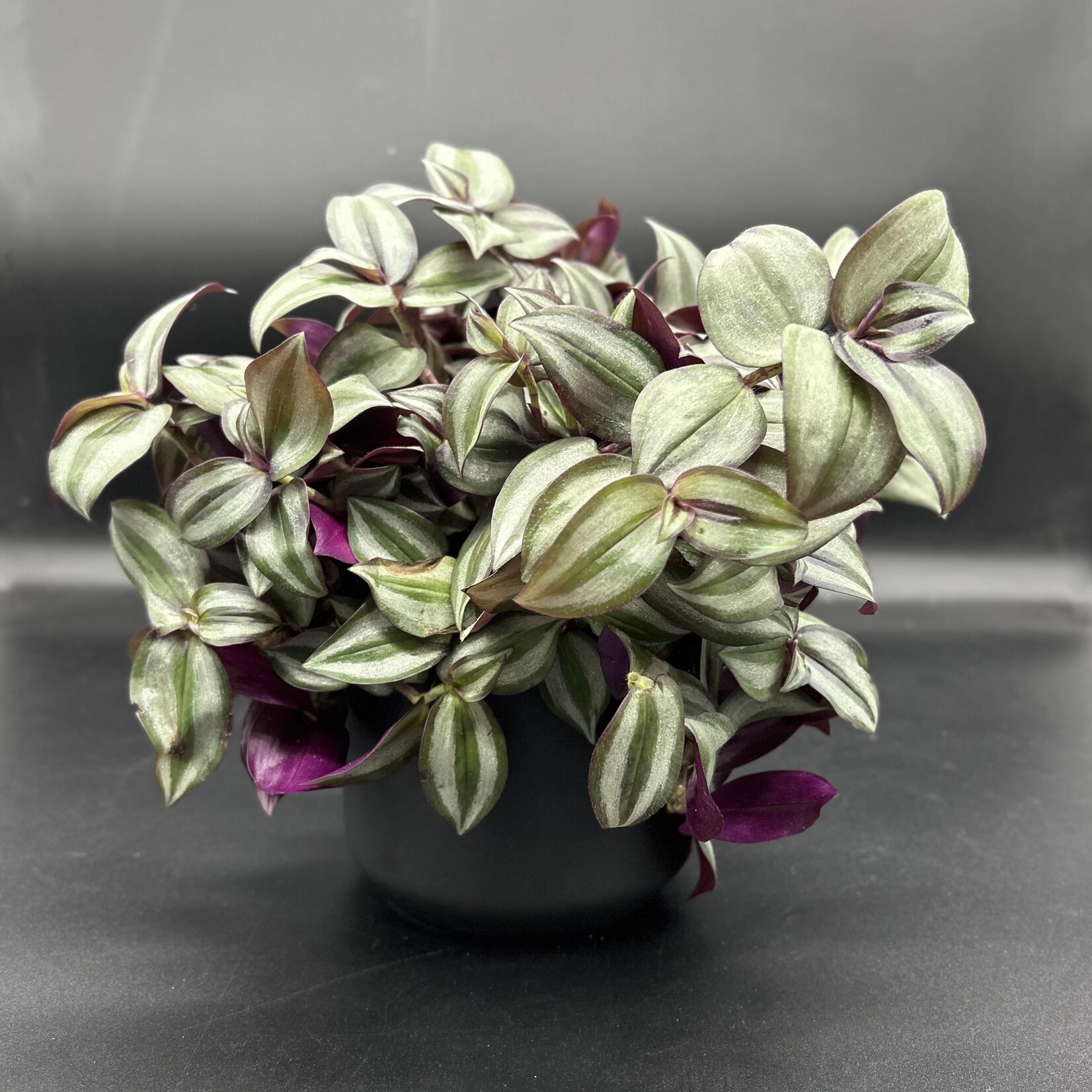 Tradescantia zebrina 4"