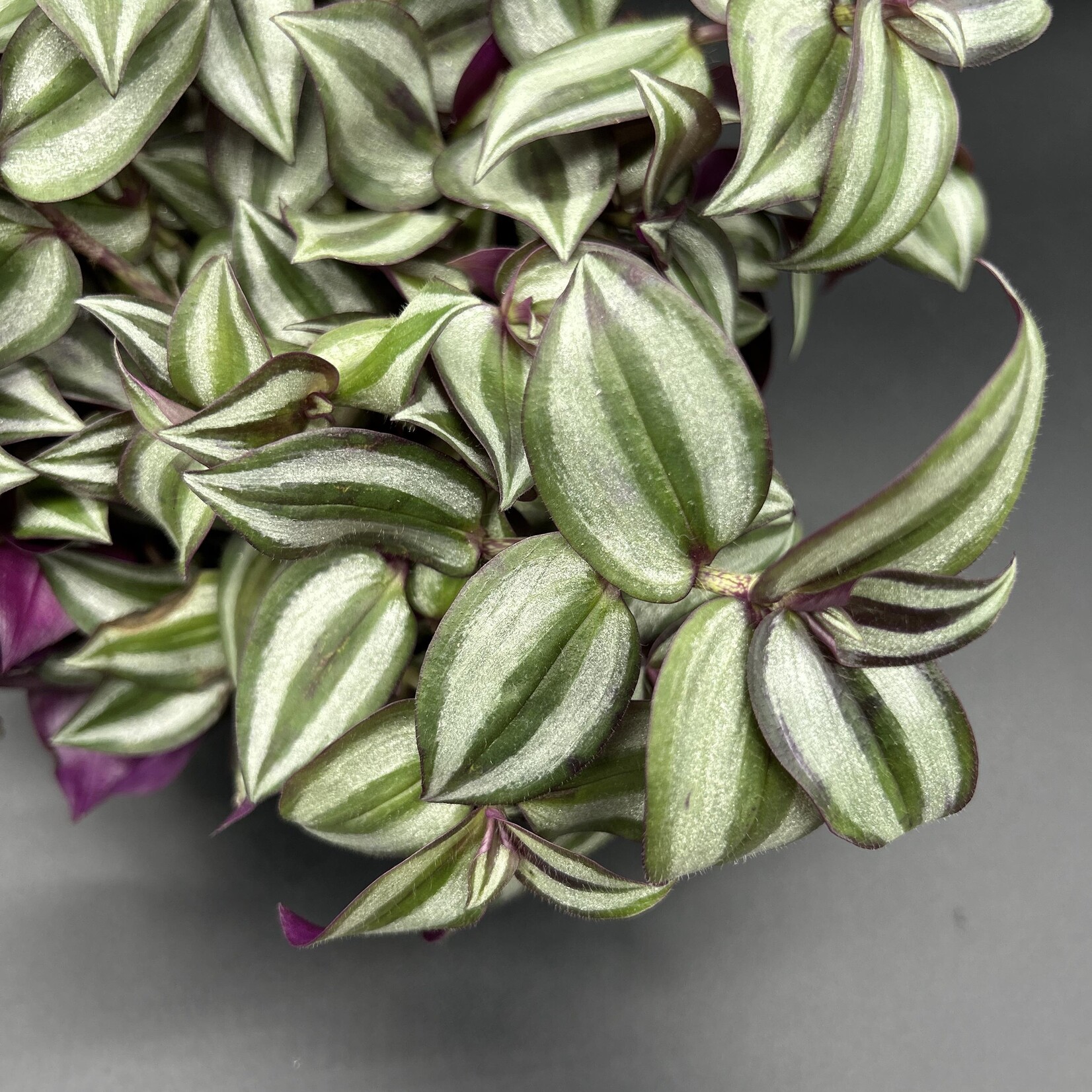 Tradescantia zebrina 4"