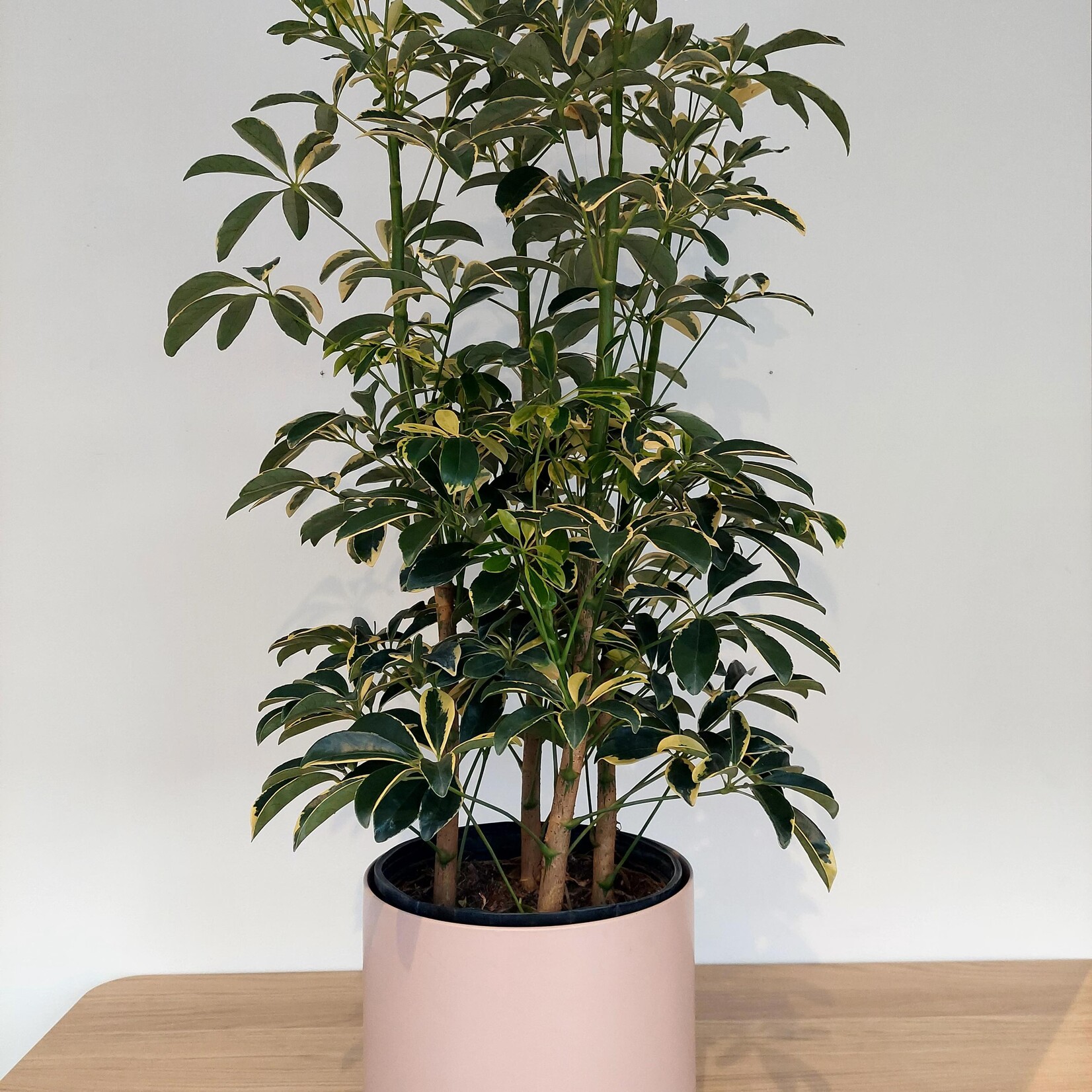 Planterra Schefflera capella 10"