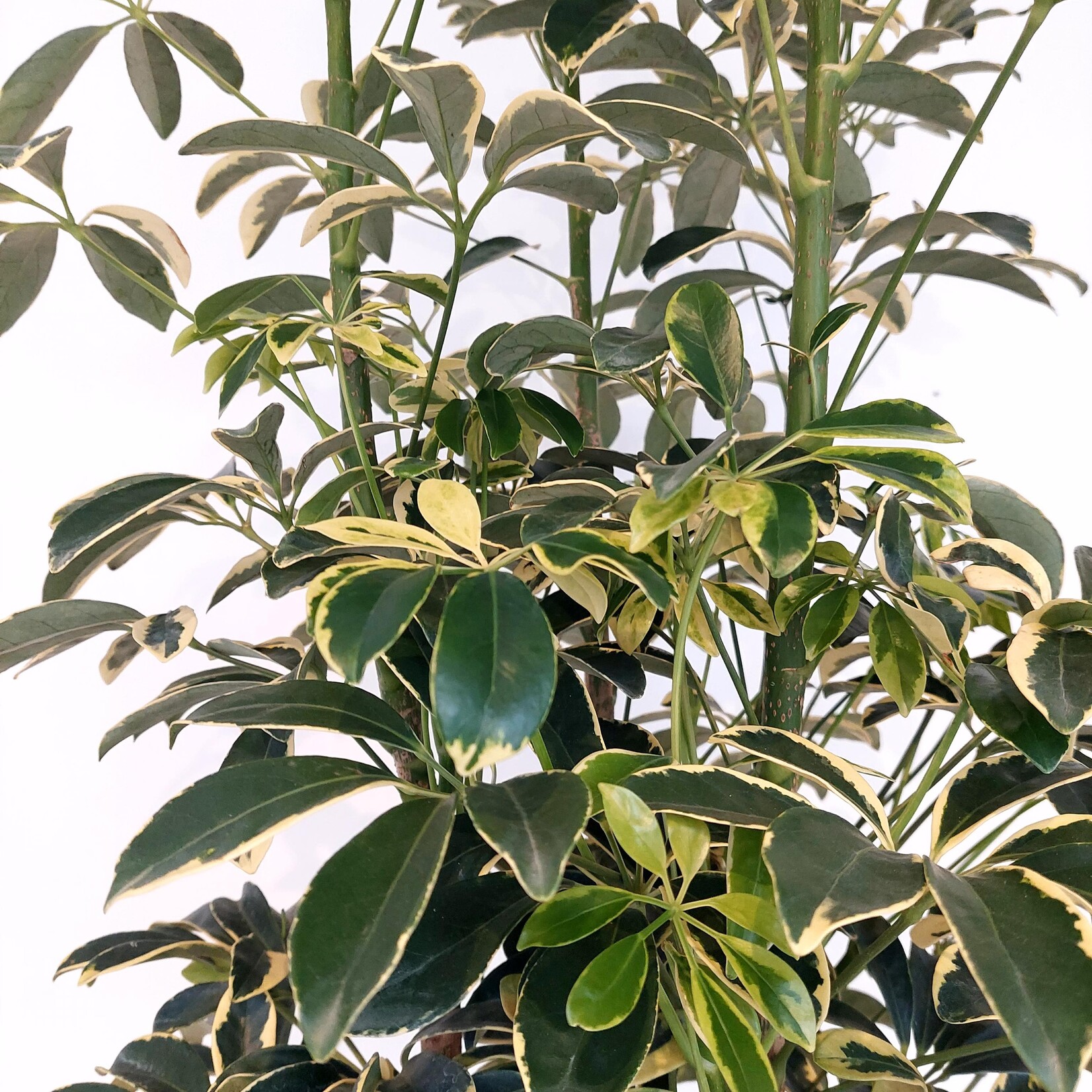 Planterra Schefflera capella 10"