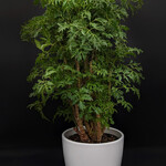 Aralia ming