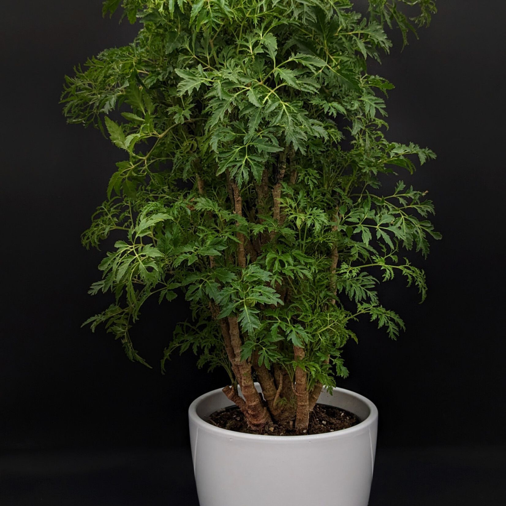 Aralia ming