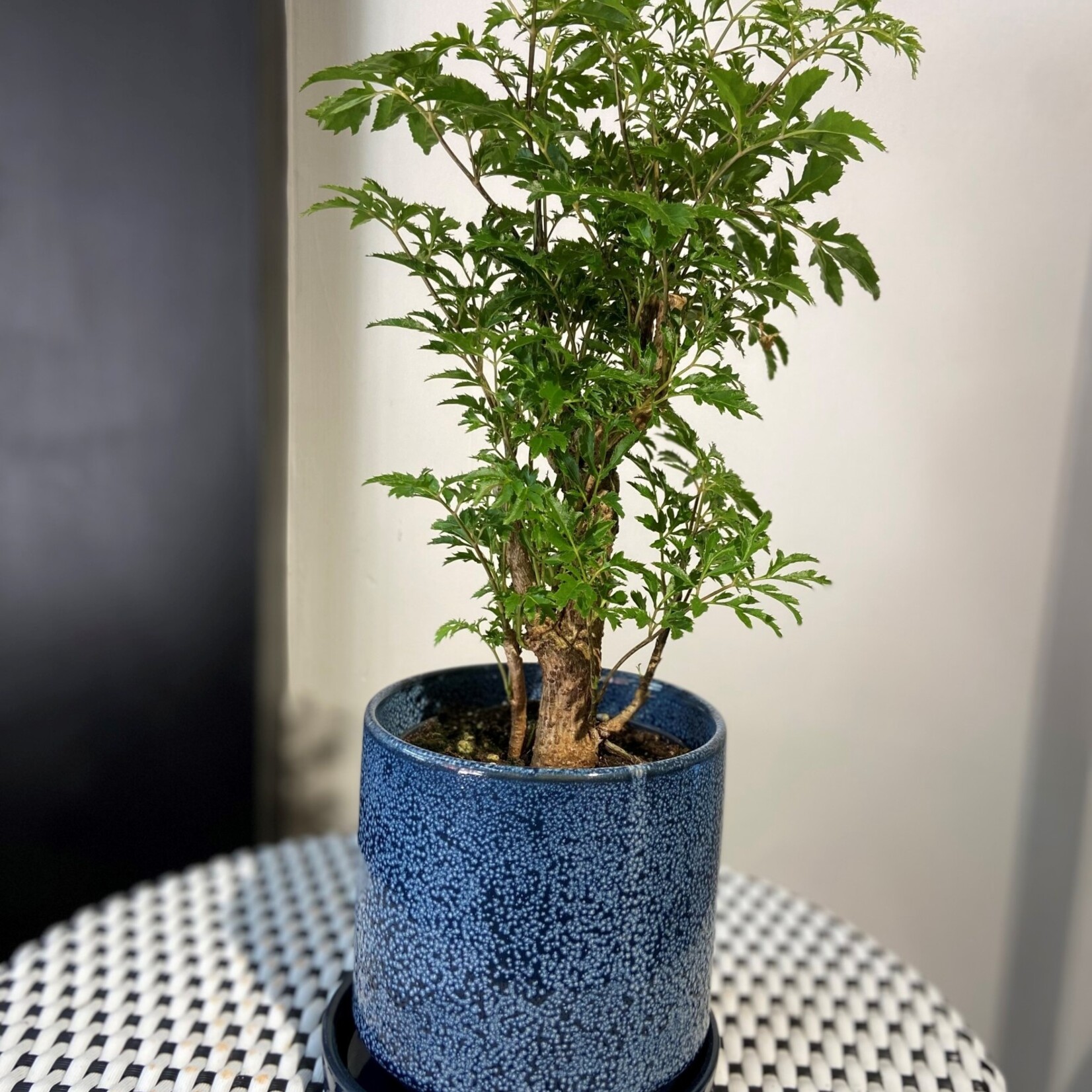 Aralia ming
