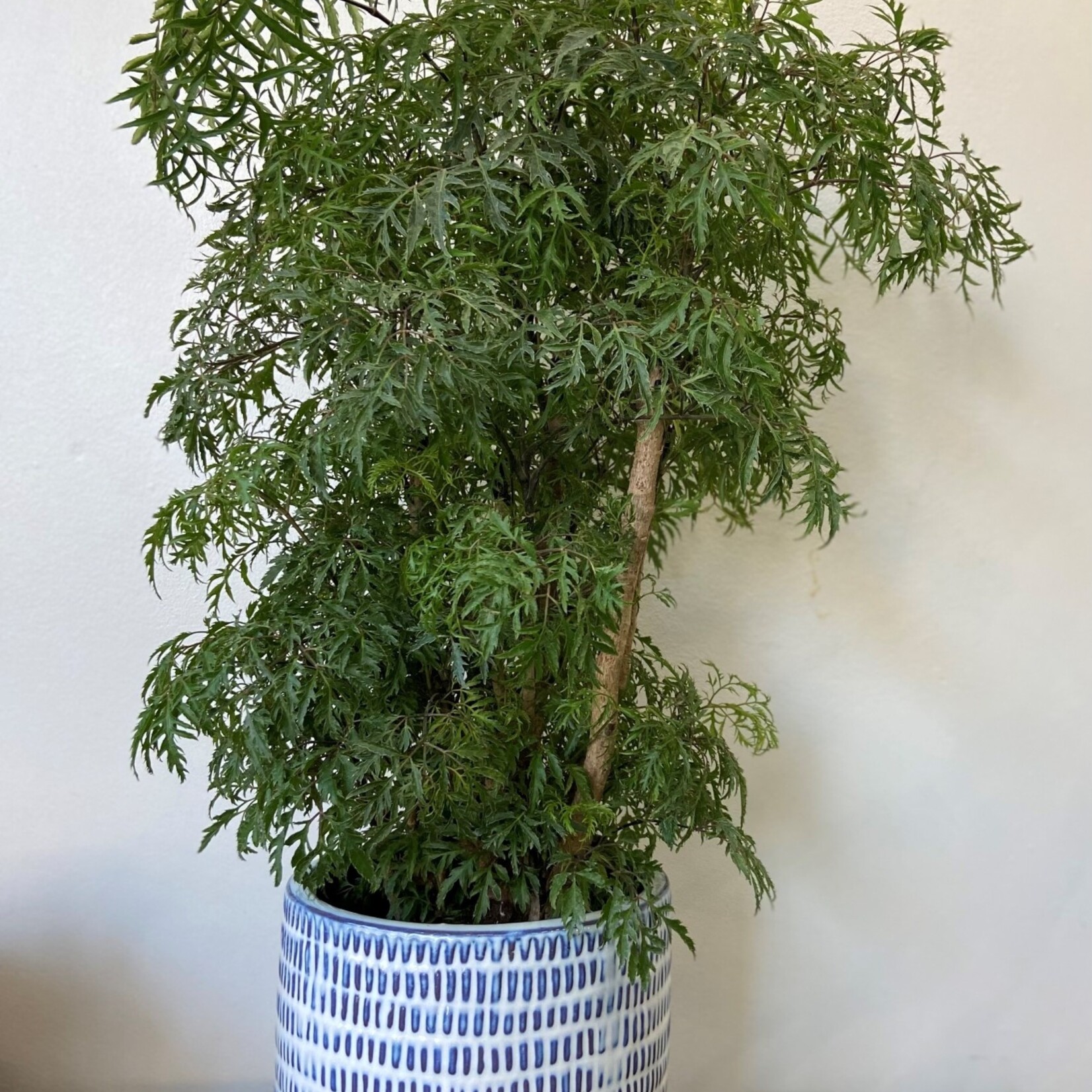 Aralia ming