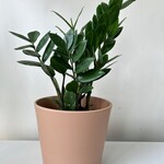 Marsolais - plantes Zamioculcas zamiifolia 6"