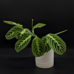 Maranta leuconeura – Verte