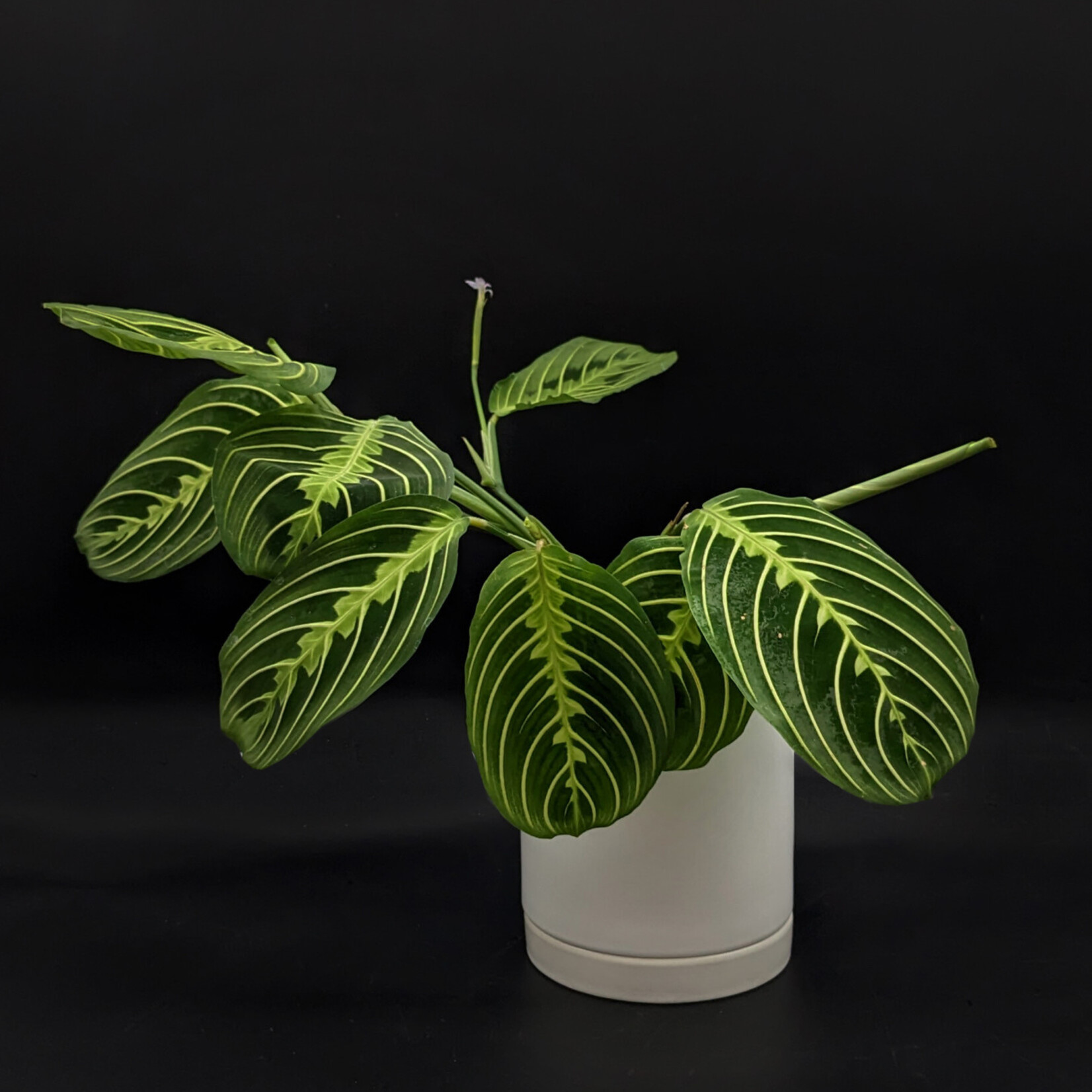 Maranta leuconeura – Maranta verte, plante prieuse