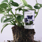 Théorie Botanique Théorie Botanique Soap 165 g